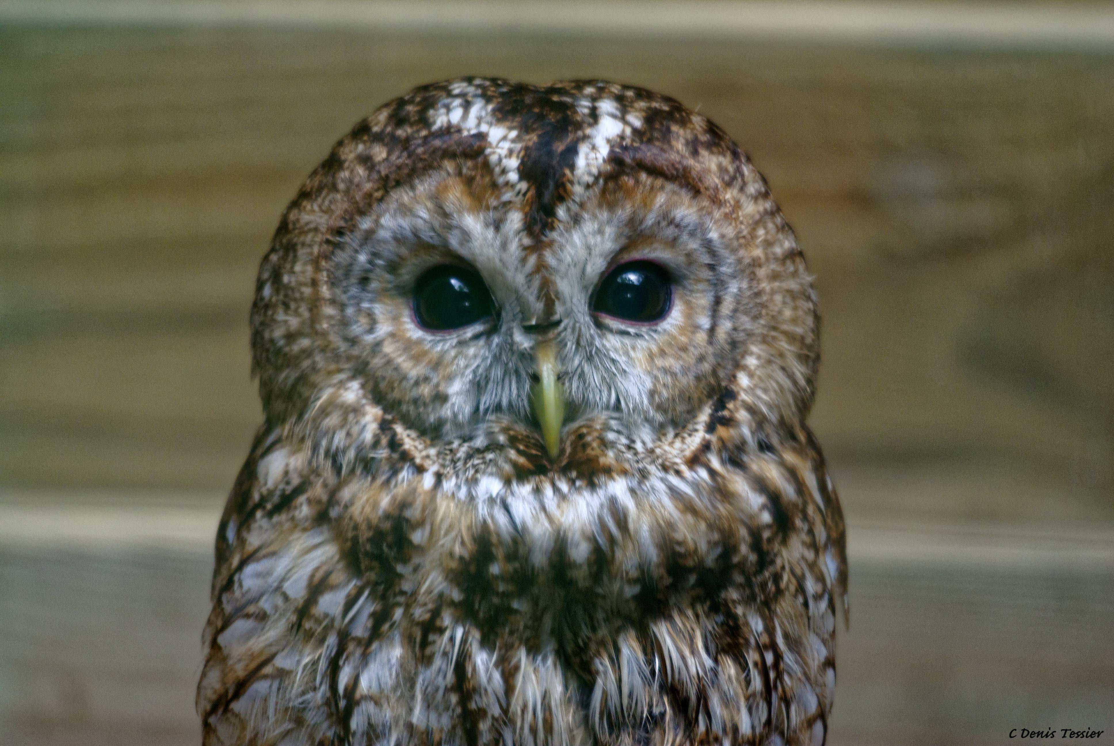 une chouette hulotte, un oiseau parmi la biodiversité de la ferme